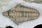 Large Snout Nosed Spathacalymene Trilobite - Rare! #22499-1